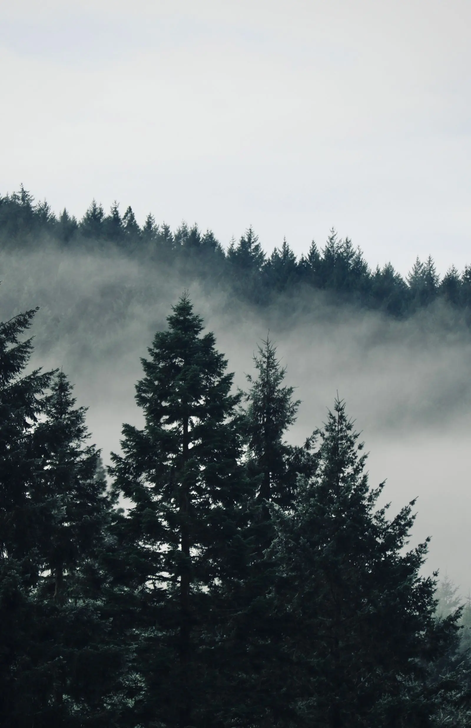 La lisière : des épinettes noires qui sortent de la brume.