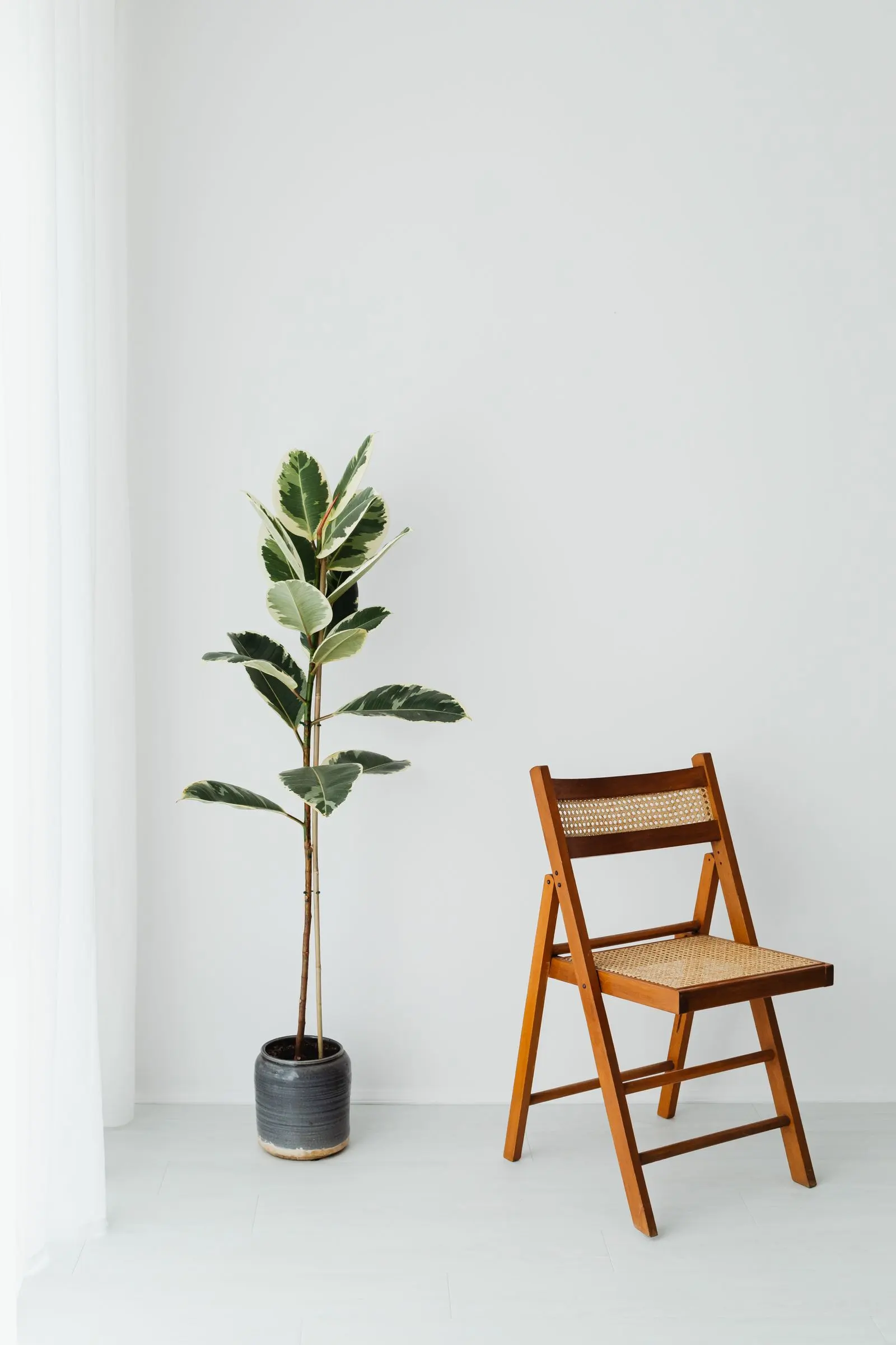 Une chaise vide en bois clair et une plante verte contre un mur blanc.